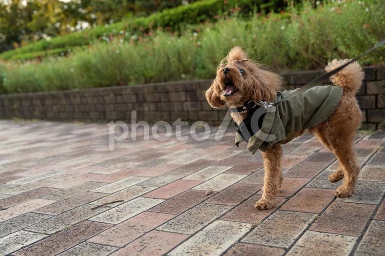 秋の公園で散歩するトイプードル トイプードル,トイプー,秋の写真素材