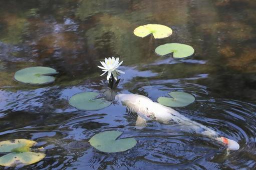 Water lily pond, JPG