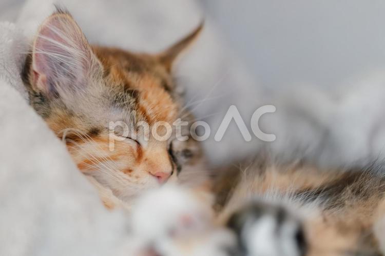 ぐっすり眠る仔猫 仔猫,猫,メインクーンの写真素材
