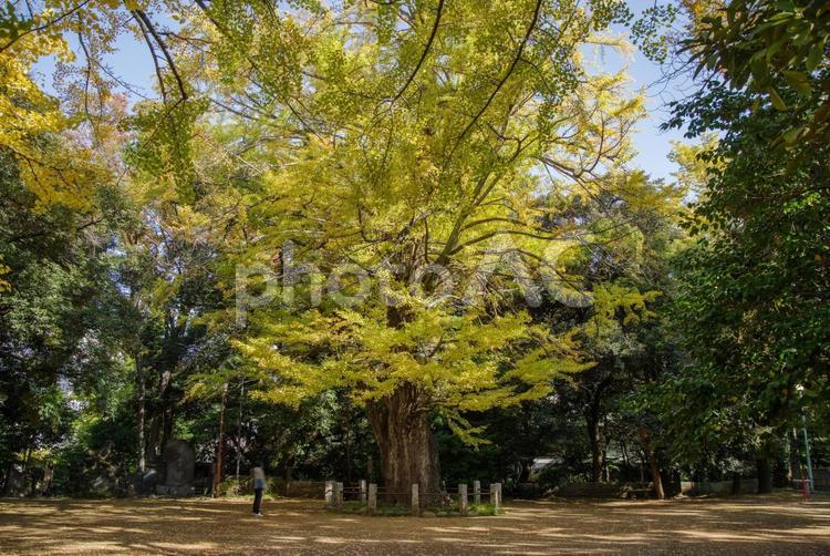 秋の紅葉が美しい赤坂氷川神社の境内 紅葉,銀杏,秋の写真素材
