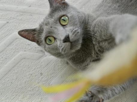 Photo, russian blue, cat, a pet, 