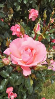 薔薇 薔薇の写真