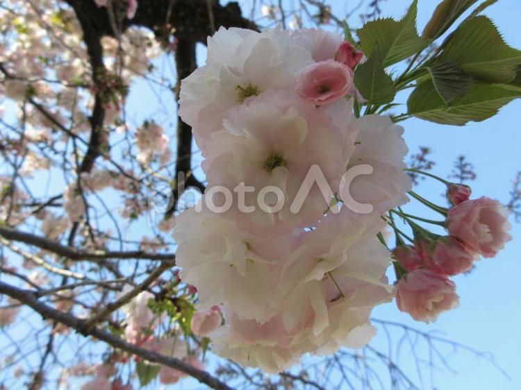 ヤエザクラ  ０４ ヤエザクラ,八重桜,サクラの写真素材