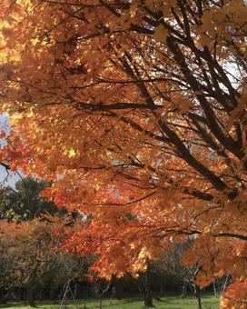 秋!オレンジ色のもみじ! 秋!オレンジ色のもみじ! 秋,もみじ,紅葉の写真素材