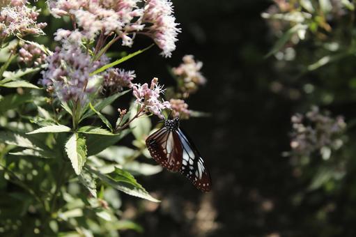 南の島から蝶が来ました。 蝶,南の島,お疲れ様の写真素材