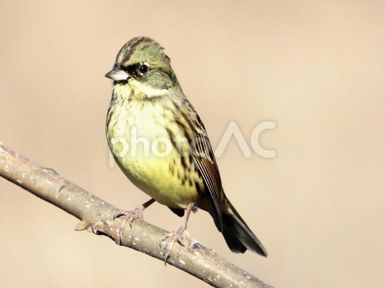 枝にとまるアオジ 鳥,野鳥,アオジの写真素材