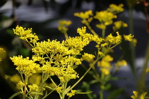 黄色のオミナエシの花のアップ 黄色のオミナエシの花のアップの写真