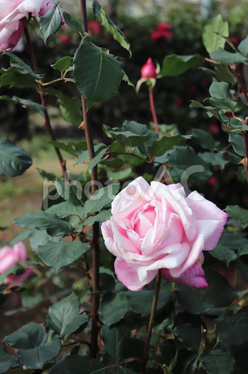 日本生まれのピンクの薔薇、桃香 薔薇,桃香,花の写真素材
