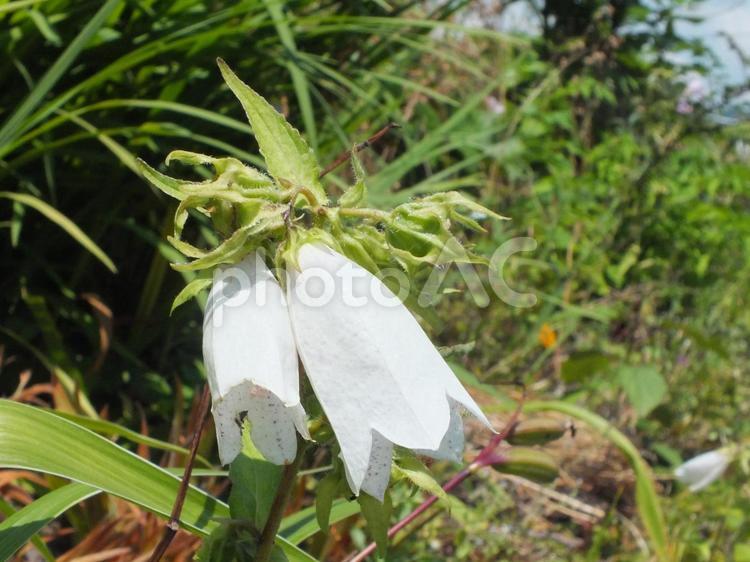 野辺に咲く白いほたるぶくろ ホタルブクロ,花,白い花の写真素材