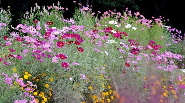 コスモス-241 コスモス-241の写真