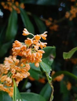 金木犀 キンモクセイ,金木犀,秋の写真素材