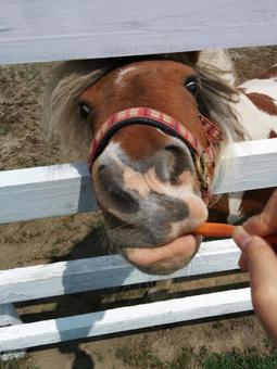 ポニー 馬 餌やり にんじん ポニー 馬 餌やり にんじん ポニー,馬,動物の写真素材