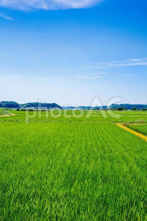 田園風景 田園風景,田舎,田舎暮らしの写真素材