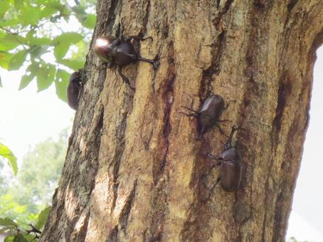 カブトムシ カブトムシ カブトムシ,兜虫,甲虫の写真素材