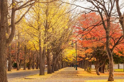北海道大学のイチョウ並木 北海道大学のイチョウ並木 イチョウ,並木道,秋の写真素材