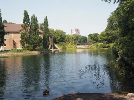 カナダモントリオールにある公園の池 公園,パーク,自然の写真素材