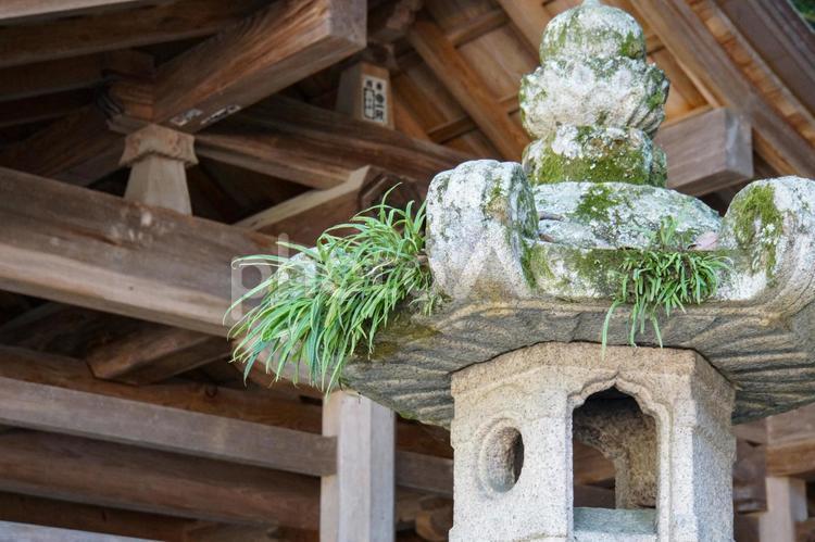 草の生えた石灯籠 植物,苔,石灯籠の写真素材