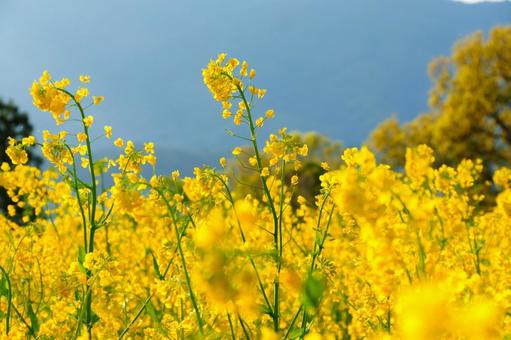 250504飯山市菜の花公園 250504飯山市菜の花公園の写真