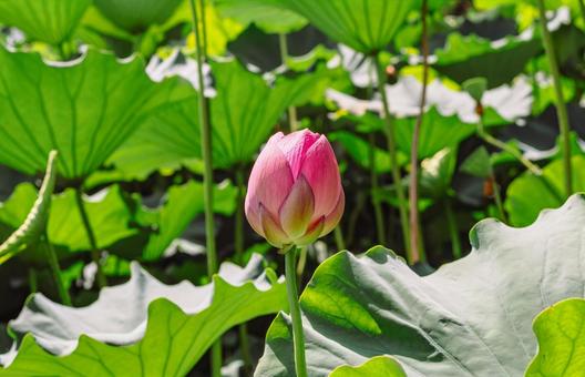 古代ハスのつぼみ6ー15の写真