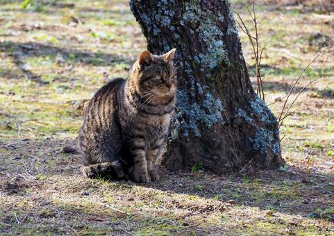 屋外の野良猫 屋外の野良猫の写真