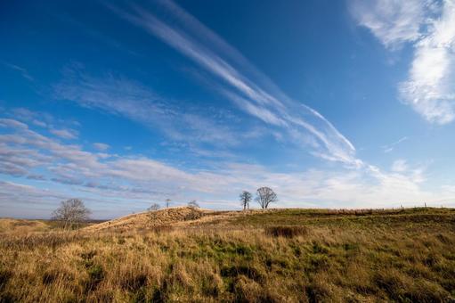 枯れた丘と原野に佇む裸木と青空の筋雲 丘,草原,初冬の写真素材