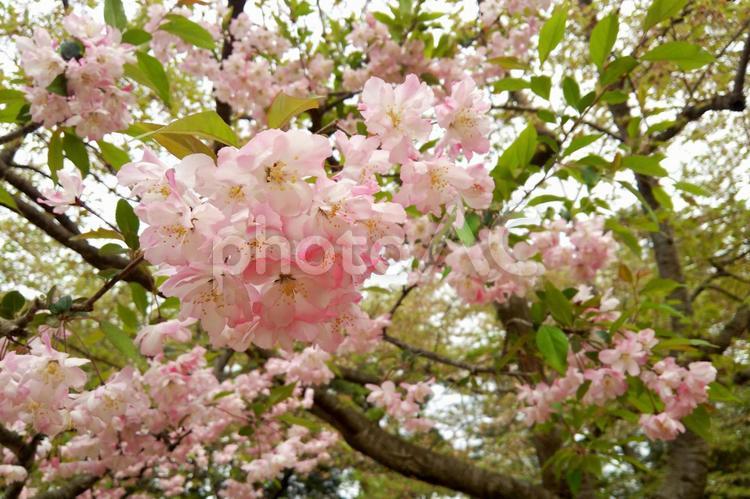 葉が出てきた桜 桜,さくら,サクラの写真素材