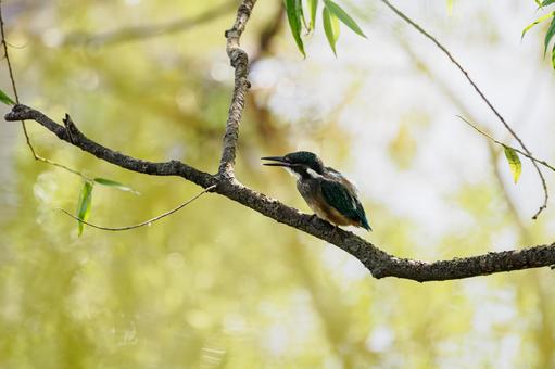カワセミの若鳥⑵ カワセミの若鳥⑵の写真