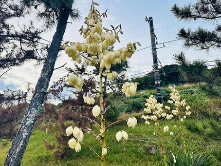 海岸　花　松の木 海岸,沿岸,海の写真素材