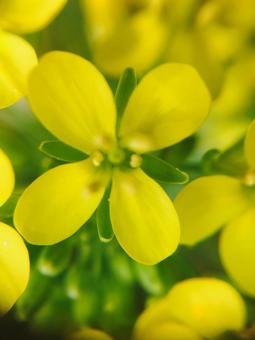 Fennel, background, field, fennel, JPG