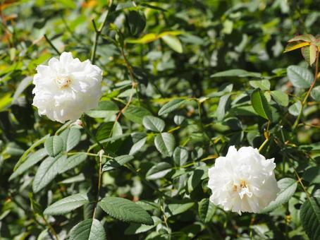 Photo, flower, white, plant, 