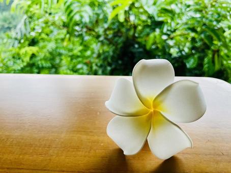 Plumeria, JPG Plumeria, JPG
