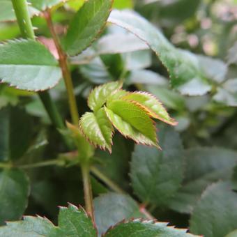 バラ（ミニバラ） バラ,ミニバラ,薔薇の写真素材