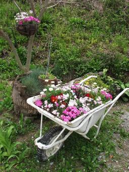 一輪車の花植え 一輪車の花植えの写真