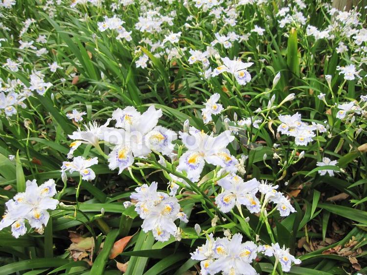 初夏　山あいに咲くシャガの群生 花,シャガ,アヤメ科の写真素材