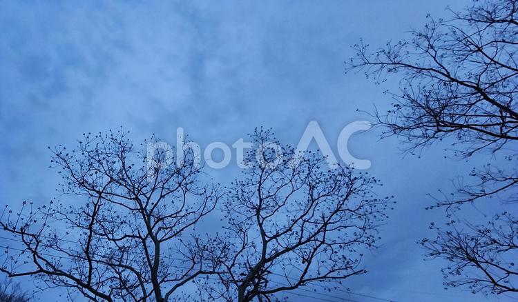 夕暮れの空 夕暮れ,空,木の写真素材
