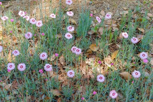 林床に咲くナデシコの群生の写真