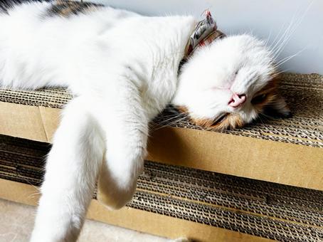 爪研ぎ台で昼寝 爪研ぎ台で昼寝 三毛猫,calico,昼寝の写真素材