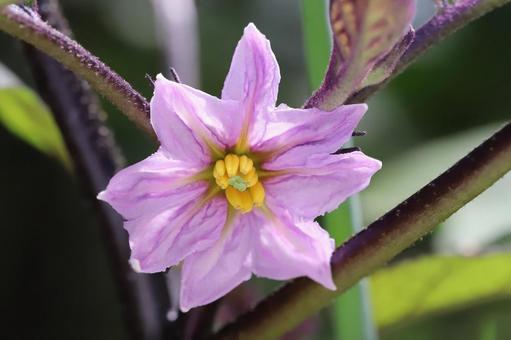 ナスビの花 ナスビの花の写真