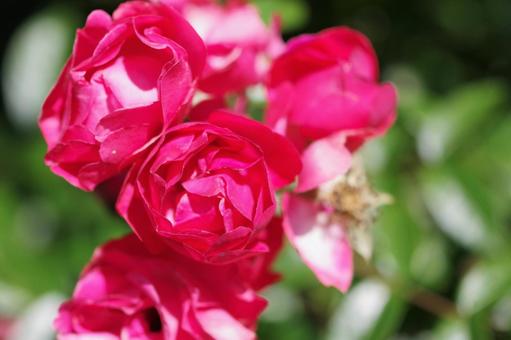 薔薇 薔薇の写真