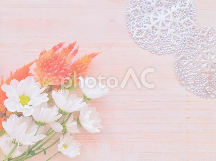 花の背景　白いマムとケイトウ　 冬の花,花,爽やかの写真素材
