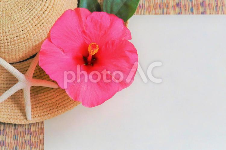 ハイビスカスのある背景素材 ハイビスカス,夏,夏のの写真素材