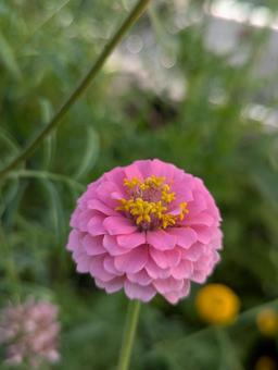 ジニアの花 5 ジニアの花 5の写真