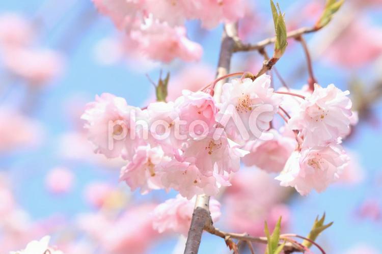 しだれ桜 桜,花,自然の写真素材