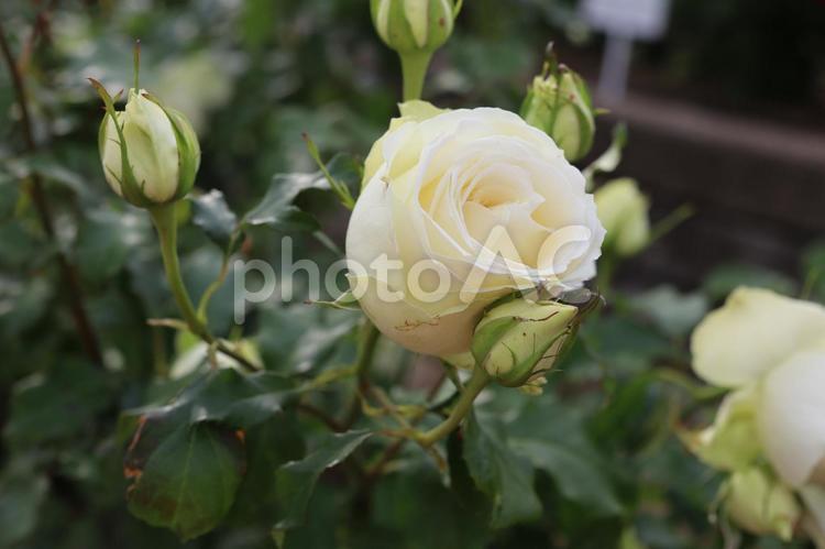 バラ園の白い薔薇の写真です 花,薔薇,自然の写真素材
