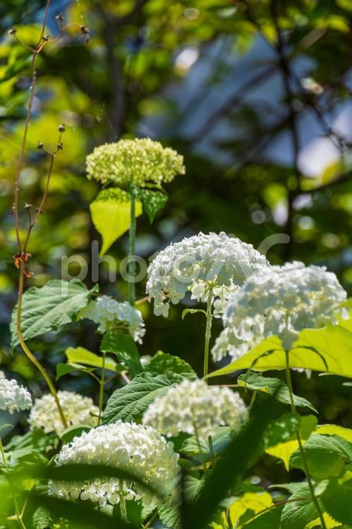 陽射しを浴びる白いアナベル アナベル,紫陽花,花の写真素材