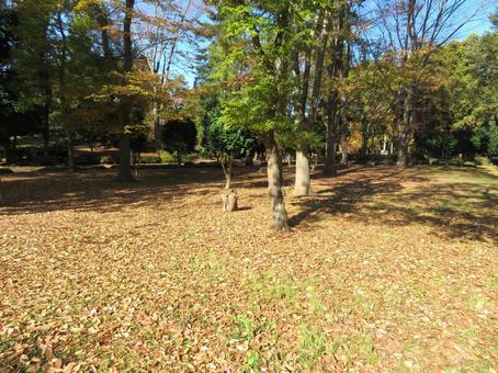 晩秋の風景 晩秋の風景 晩秋,秋,11月の写真素材
