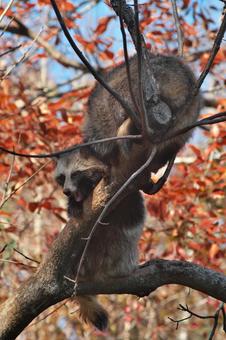 木の上であくびをするタヌキ 木の上であくびをするタヌキ たぬき,動物,動物園の写真素材