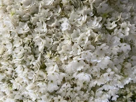 花(ラフィーネ) 花(ラフィーネ) 花,アップ,植物の写真素材