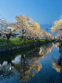 桜と川沿い 桜と川沿いの写真