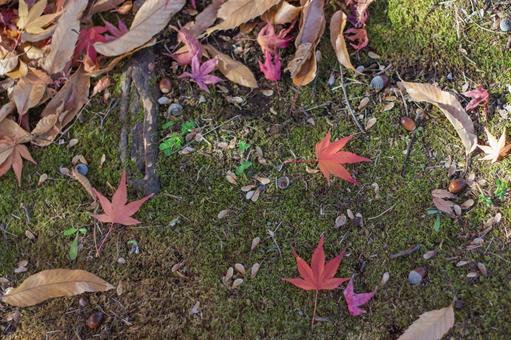 秋の風景 もみじとどんぐり2 秋の風景 もみじとどんぐり2 秋,紅葉,もみじの写真素材